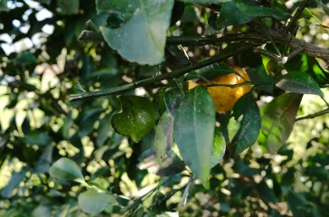 甘い夏のおもいで。の施設写真